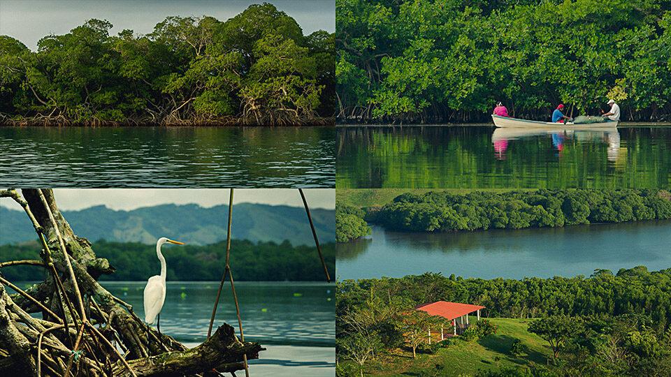 Collage panorámico de la Laguna de Sontecomapan, ubicada en la Reserva de la Biósfera Los Tuxtlas, Veracruz, donde se observa el sistema lagunar rodeado de selva tropical y manglares; en primer plano, un pelícano posado sobre el agua, reflejando la biodiversidad y el equilibrio natural del ecosistema costero.