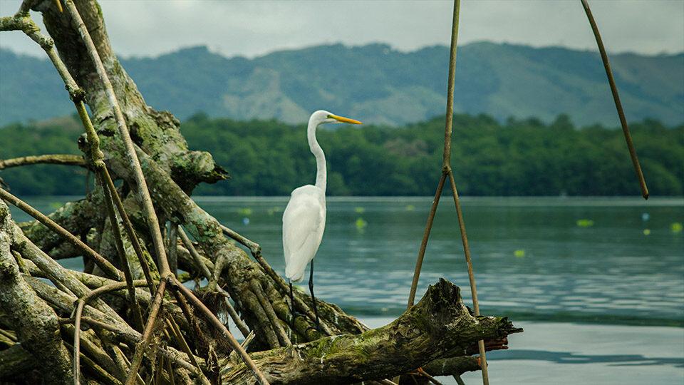 Garza blanca de pie en aguas poco profundas de la Laguna de Sontecomapan, rodeada de manglares y vegetación tropical en la Reserva de la Biósfera Los Tuxtlas, Veracruz.