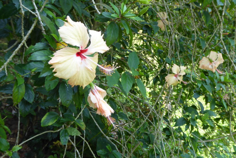 Especie floral nativa del ecosistema tropical de Los Tuxtlas