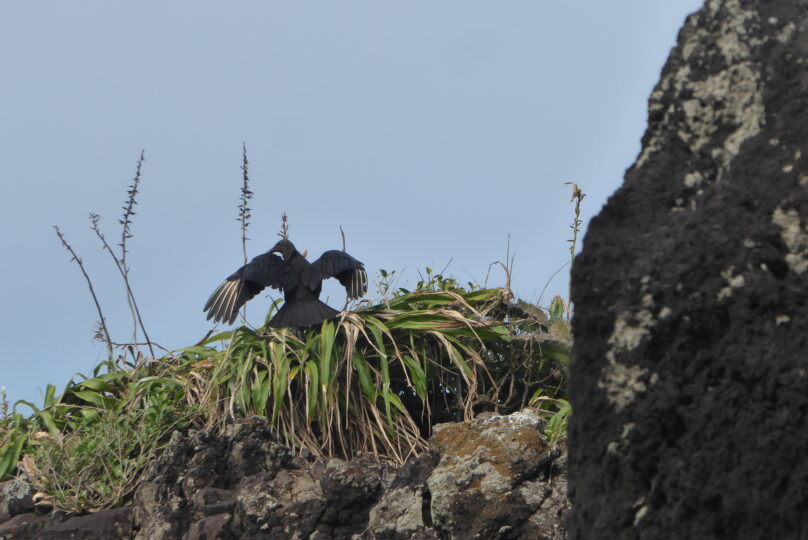 Fauna aviar en entorno natural de Los Tuxtlas