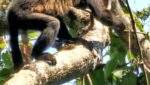 Mono aullador (saraguato) en la selva tropical de Los Tuxtlas, Veracruz, durante su proceso de reintroducción en la reserva natural Los Amigos.